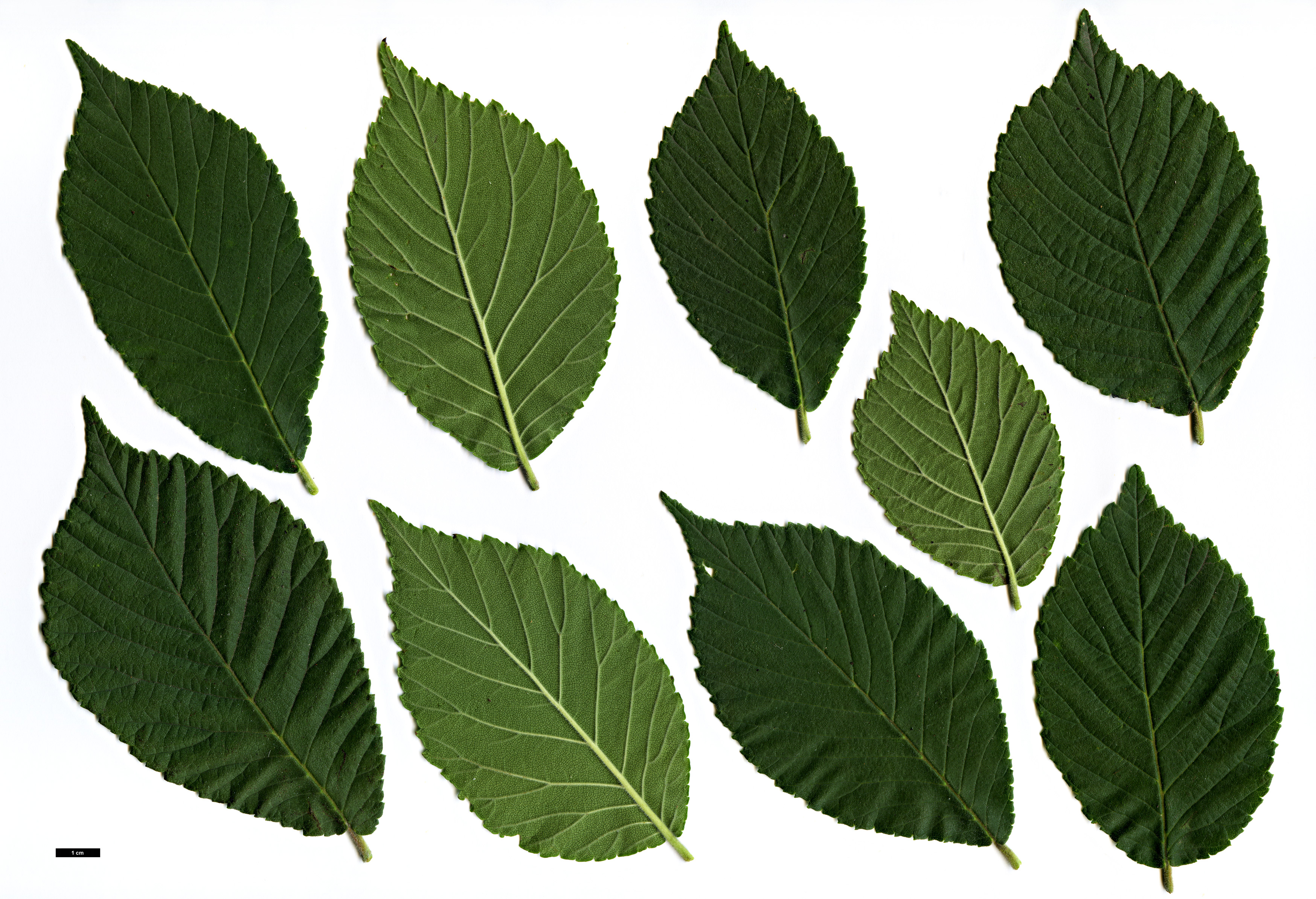 High resolution image: Family: Ulmaceae - Genus: Ulmus - Taxon: bergmanniana  - SpeciesSub: WAIT